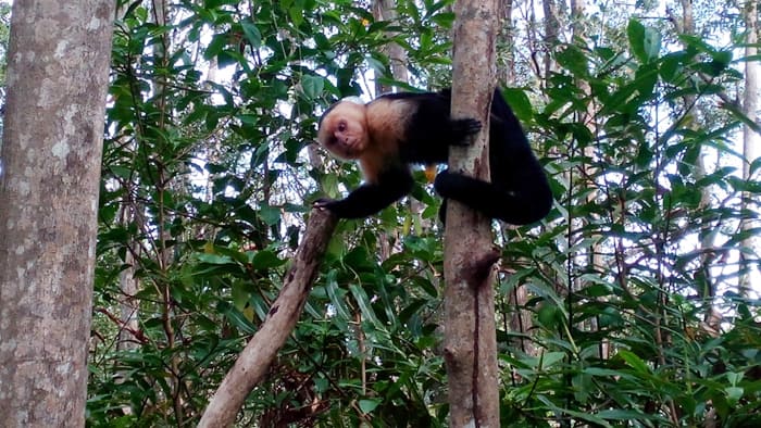 What are you looking at? Alpha monkey reacts to invaders in a kayak.