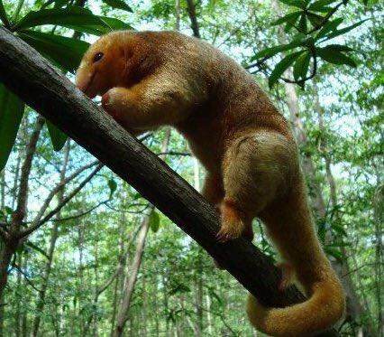 An extraordinary photograph of a rare silky anteater.