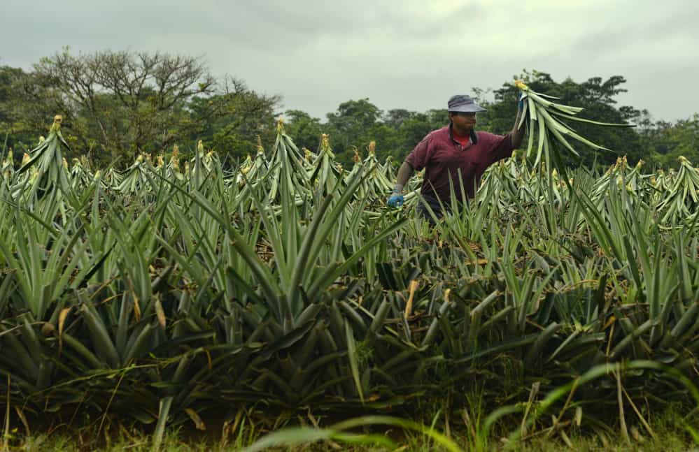 pineapple production