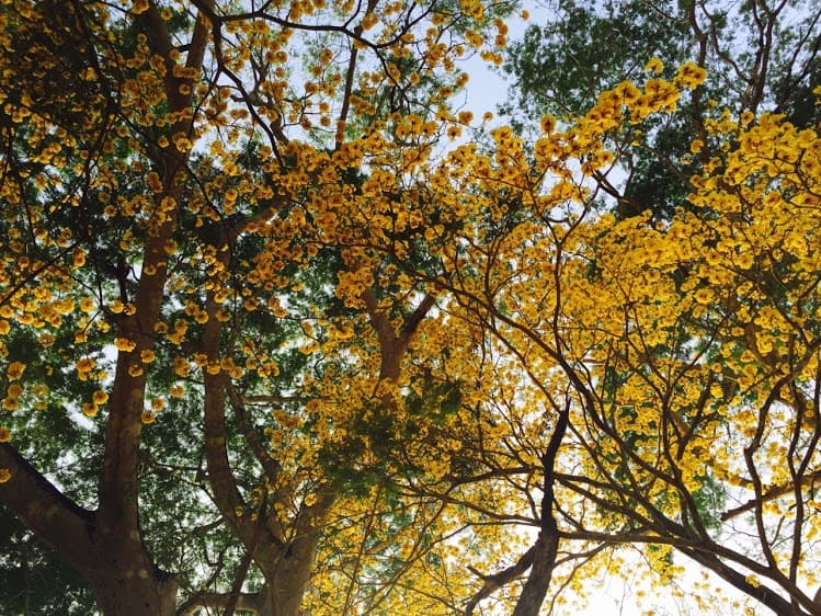 With the first rainfall come the beautiful yellow flowers of the cortez amarillo.