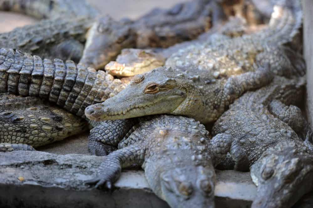 crocodiles costa rica