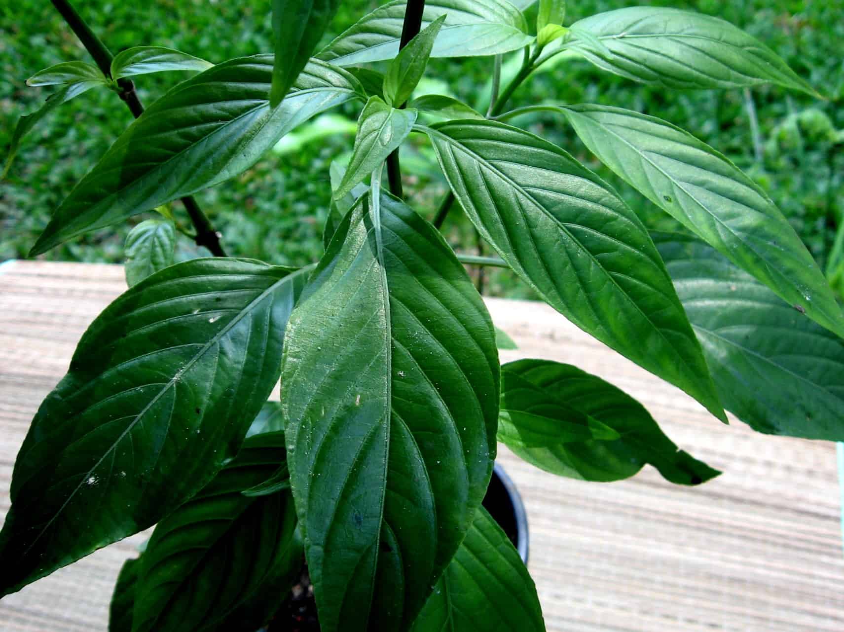 How sweet it is: plants that may support diabetes How sweet it is: plants that may support diabetes