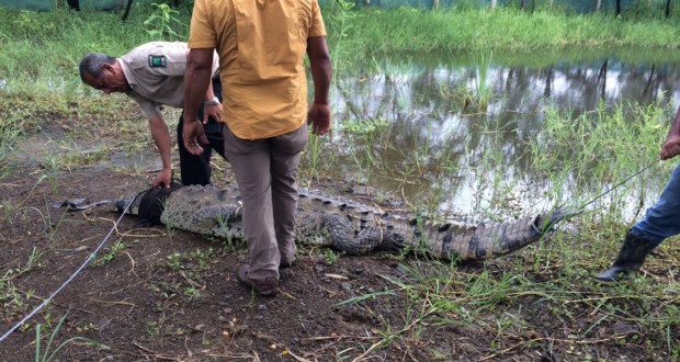 crocodiles costa rica