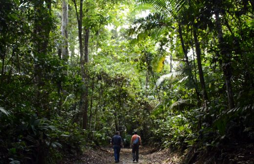 The future of tropical forests restoration is community led