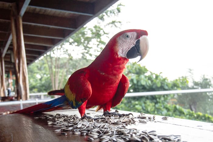 Scarlet macaw macking on sesame seeds.