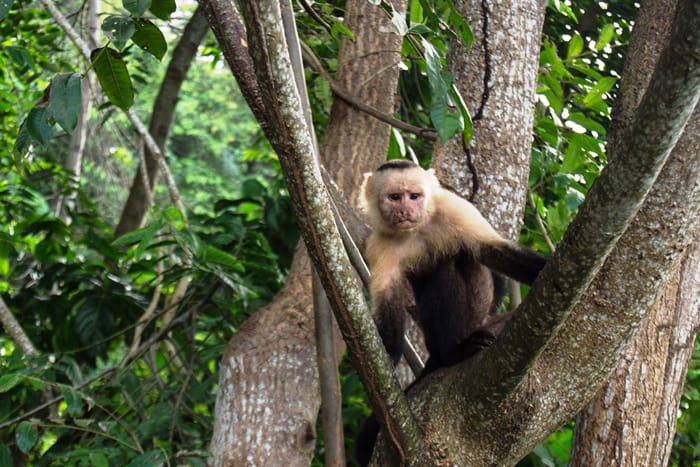White-faced capuchin on banana patrol by the veranda.