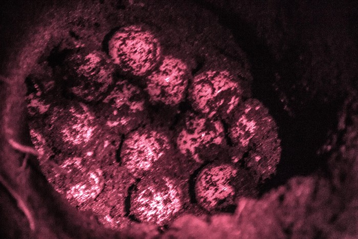 Green turtle eggs, freshly hatched and before burial.