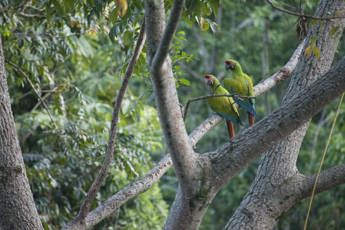 Two parrots at a conservatory in Puerto Viejo.