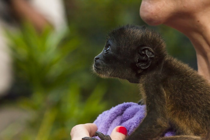 A baby monkey is held in the hands of Encar García Vila, who owns the Jaguar Rescue Center, home to orphaned and injured animals.
