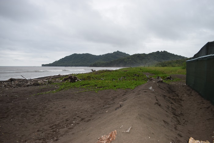 View to the north of the beach patrolled by rangers and volunteers.