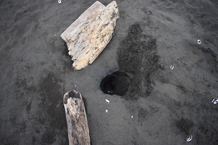 A place where turtle eggs have been dug up by an animal.