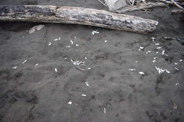 Fragments of shells from eggs eaten by raccoons.