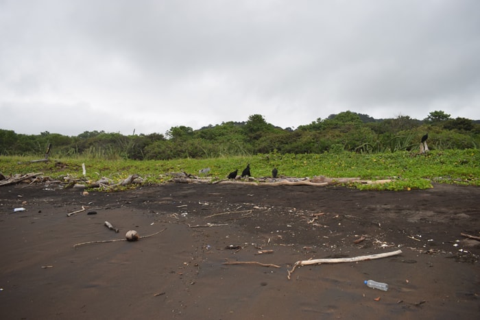Vultures wait at the place where bad eggs are discarded.