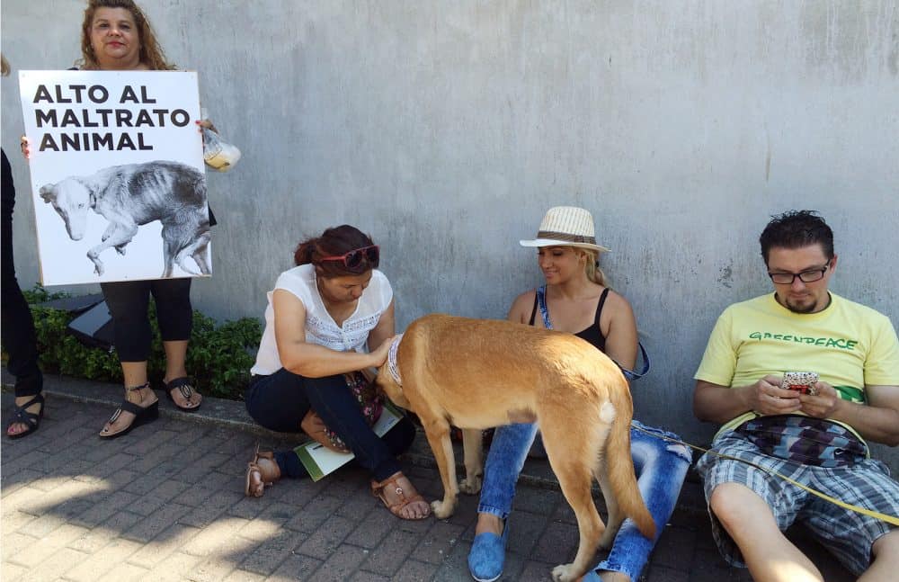 Supreme Court deems wording of Animal Welfare Bill unconstitutional