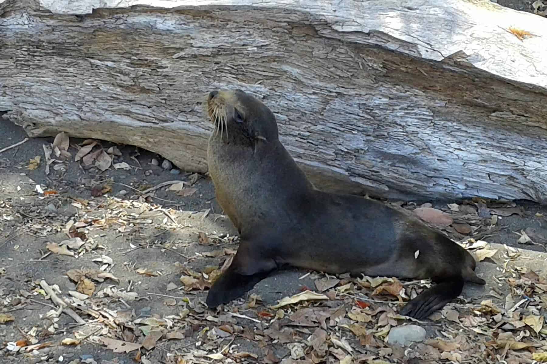 Sea lions found at Costa Rica’s central Pacific beaches The Tico
