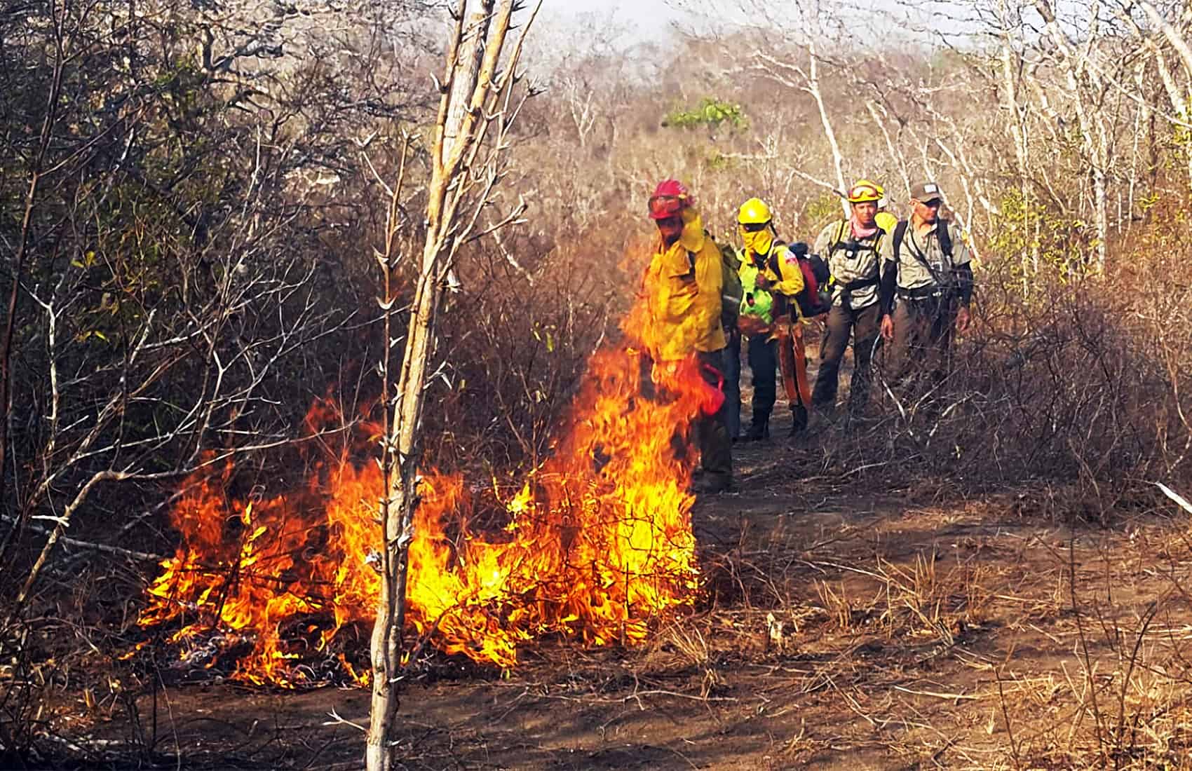 Environment Ministry officials report increased damage of wildfires