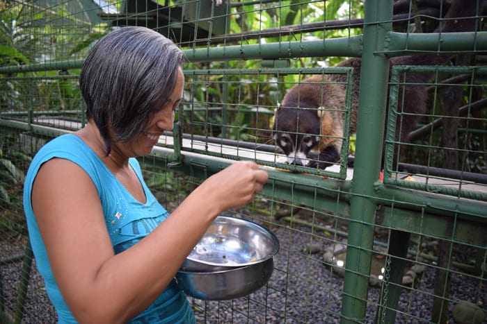 Guiselle Vidal feeds fruit to a hungry coati.
