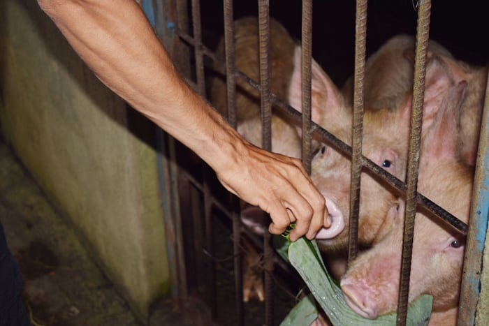 Feeding pigs at Rancho Margot.
