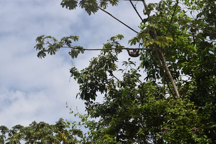 A sloth hanging outside the Rancho Perla restaurant in La Fortuna.