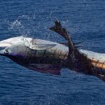 Offshore World Championship fishing tournament gets underway in Quepos