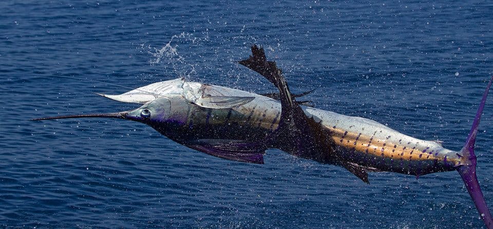 High-flying action at Lucas Oil Offshore World Championship tournament.