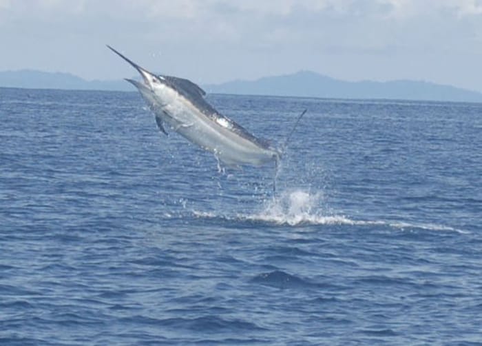 Although the numbers of sailfish caught were disappointingly low this year, anglers crushed all existing marlin catch records from previous tournaments.