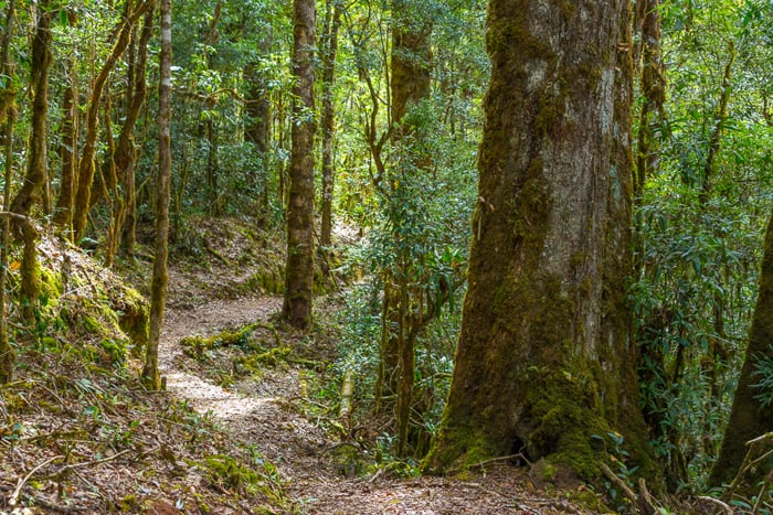 Cloud forest at San Gerardo de Dota, 2,400 meters above sea level, home of the elusive resplendent quetzal.
