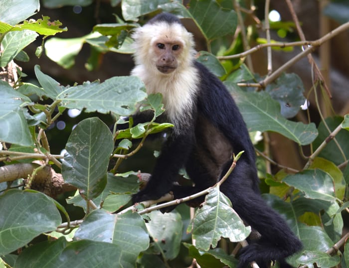 White-faced monkey.
