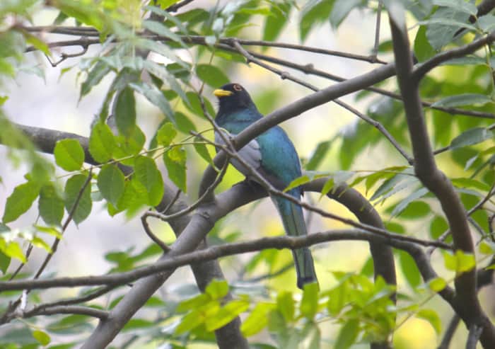The elegant trogon.