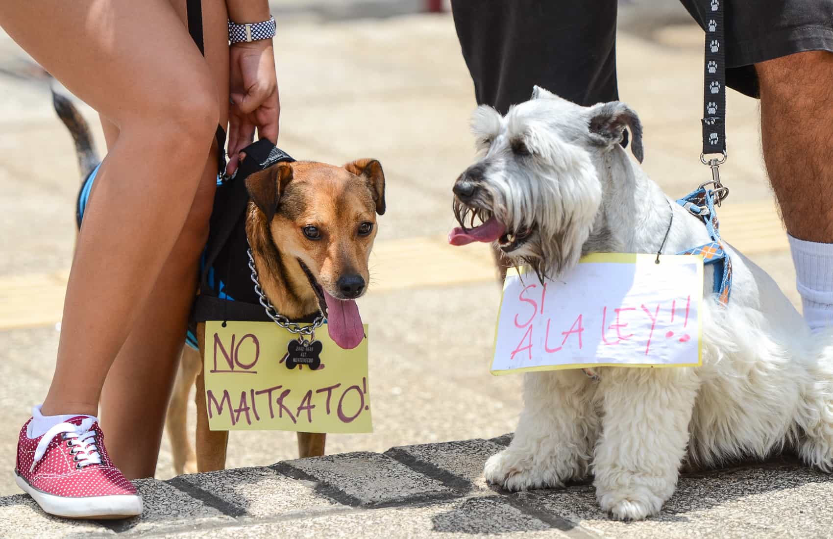 Lawmakers pass Animal Welfare Bill on first round vote – The Tico Times