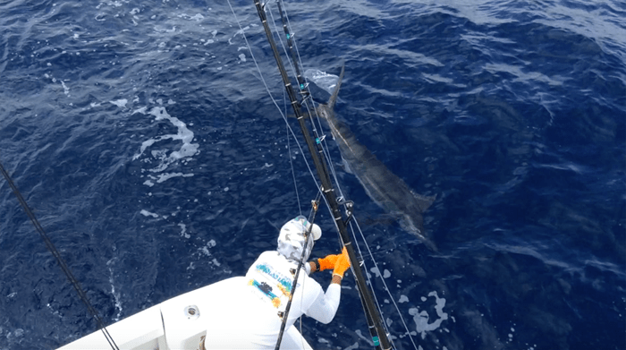Our marlin.