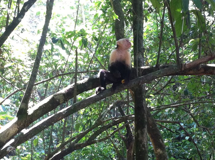 White-faced (capuchin) monkey.