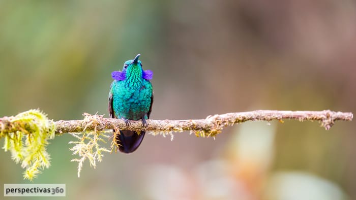 Green violetear.