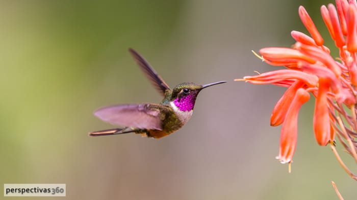 photos 10 amazing hummingbirds
