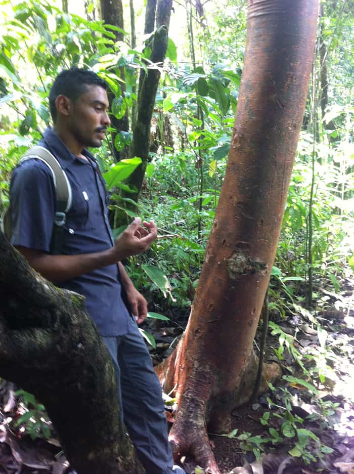 MaiKol, our guide, talking about the "naked Indian" tree.