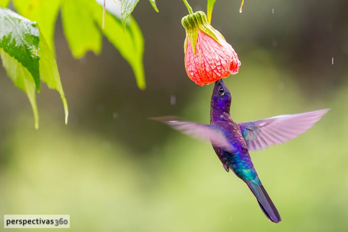 Violet sabrewing, male.