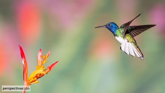 White-necked jacobin, male.