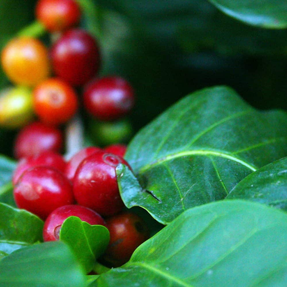 Climate change threatens Latin America coffee producers The Tico