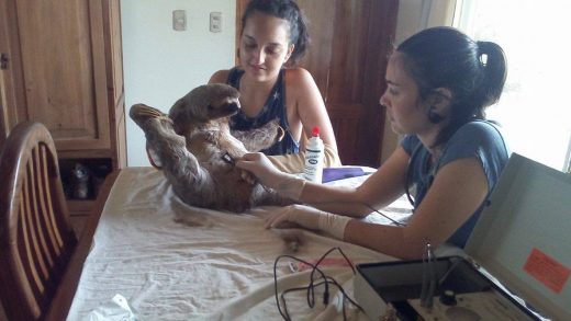 Pregnant sloth rescued after falling from a tree
