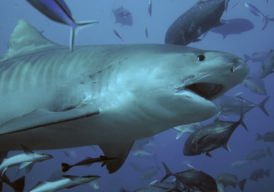 American financier Rohina Bhandari killed in Costa Rica shark attack
