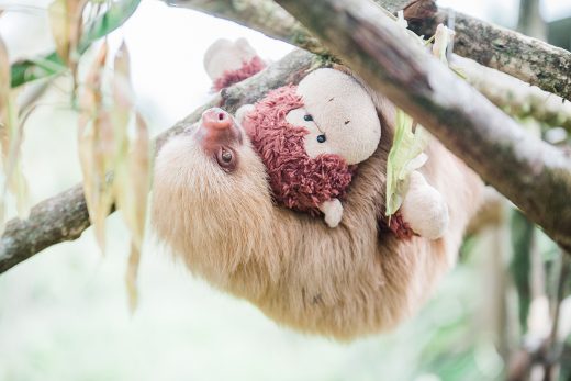 Slothy Sunday: Saving sloths in Costa Rica