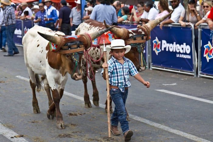 Oxcart Parade