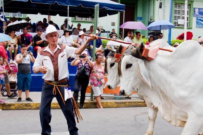 Oxcart Parade
