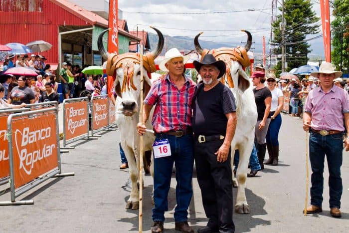 Oxcart Parade