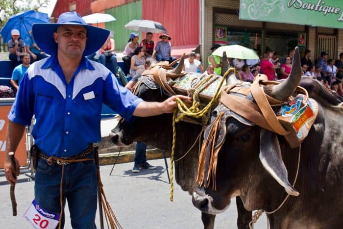 Oxcart Parade