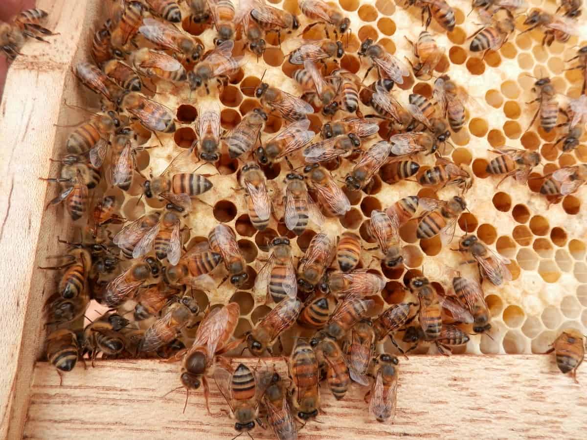 Can Costa Rica Save Its Bees The Tico Times Costa Rica News Can Costa Rica Save Its Bees The Tico Times Costa Rica News