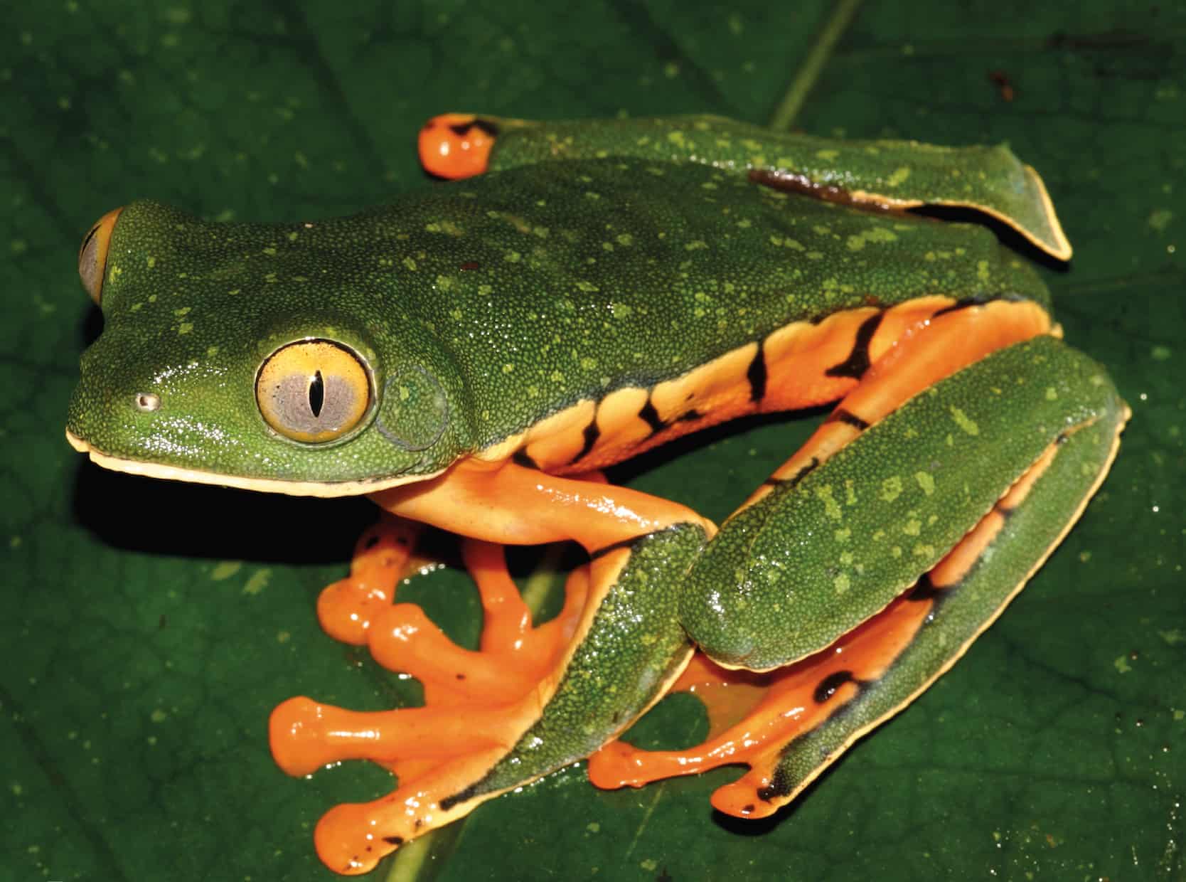 Scientist discovers new species of frog in Central America Sylvia’s