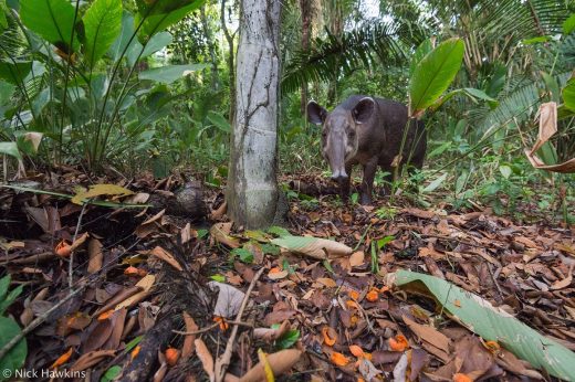 Gardeners of the forest: The tapir in Costa Rica