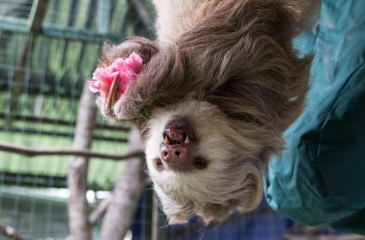 Slothy Sundays: A topsy-turvy world