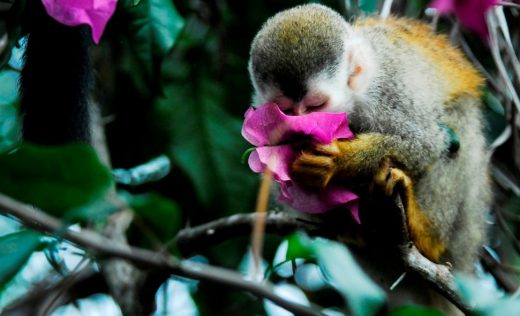 Helping save Costa Rica’s smallest primate: The tití monkey